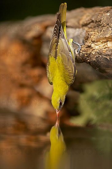 Golden Oriole