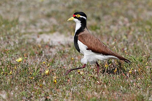 Varied Lapwing