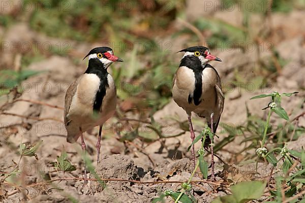 Black-headed Plover