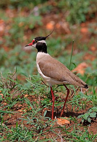 Black-headed lapwing