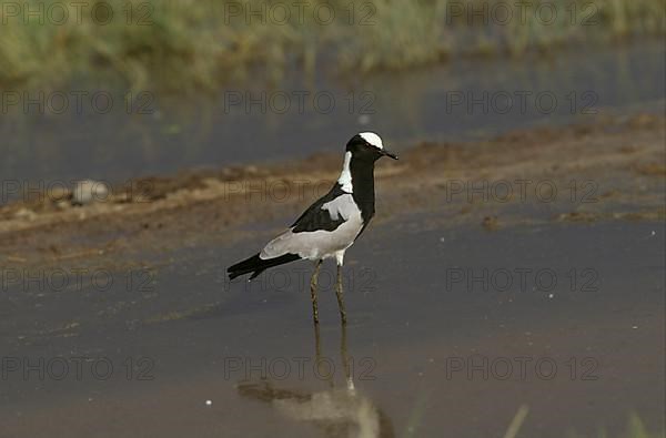 Blacksmith Plover