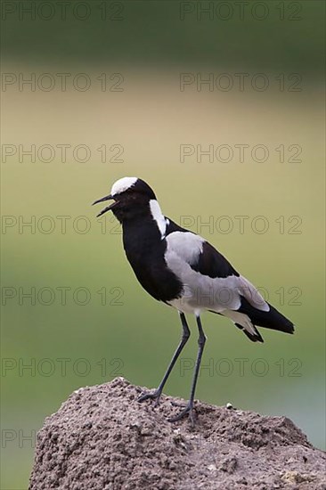 Blacksmith Plover