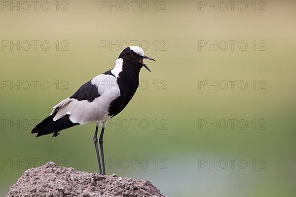 Blacksmith Plover