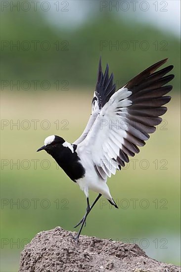 Blacksmith Plover