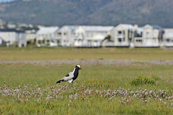 Blacksmith Plover