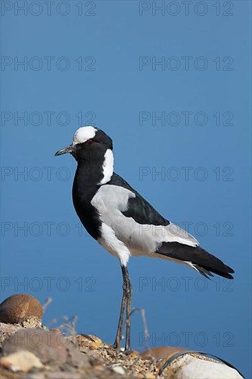 Blacksmith Plover