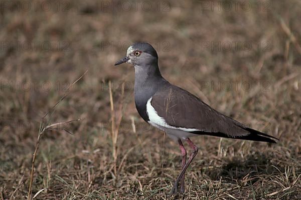 Black-winged Plover