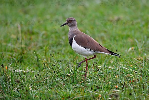 Black-winged Plover