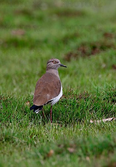 Black-winged Plover