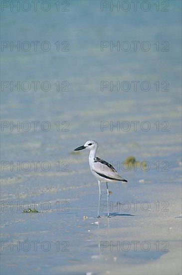 Crab-plover