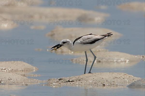 Crab-plover