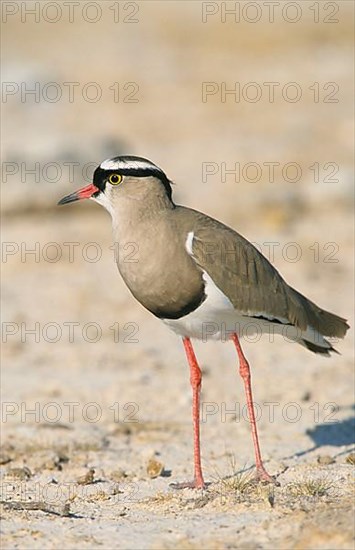 Adult crowned lapwing
