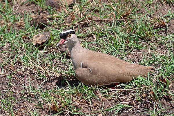 Crowned lapwing