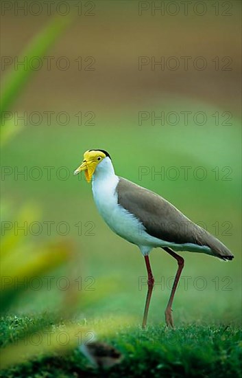 Masked Lapwing