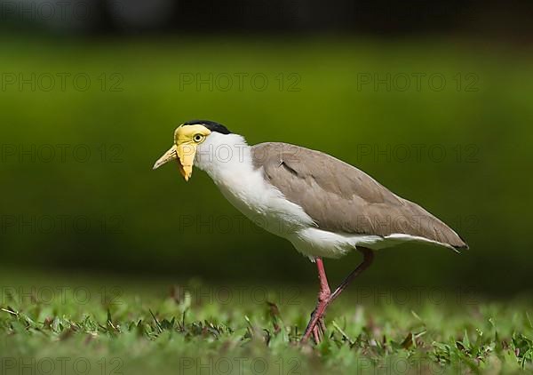 Masked lapwings