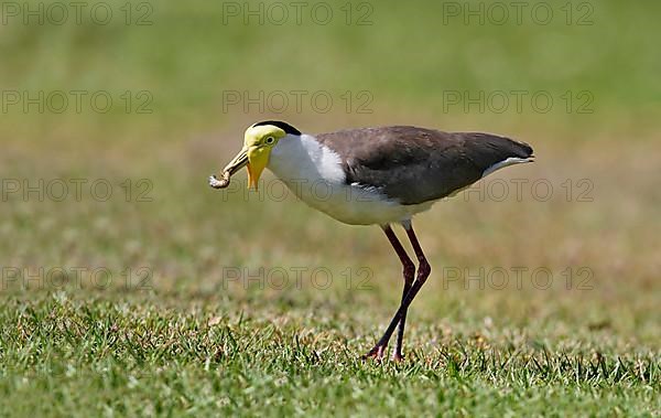 Masked lapwing