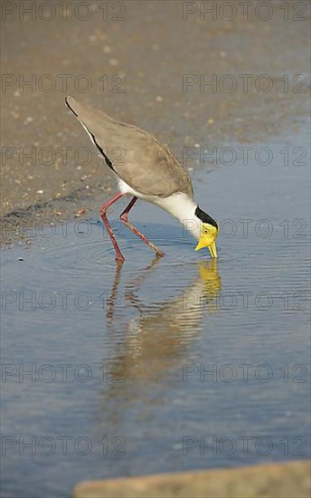 Masked Lapwing