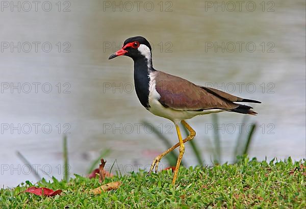 Red-wattled lapwing