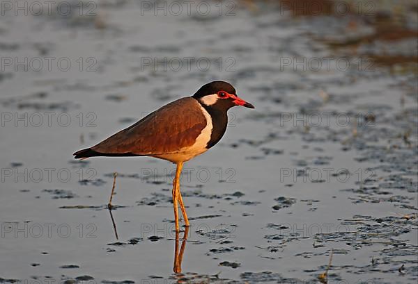 Adult Red-wattled Lapwing