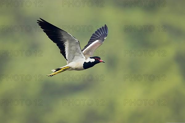 Red-wattled Lapwing