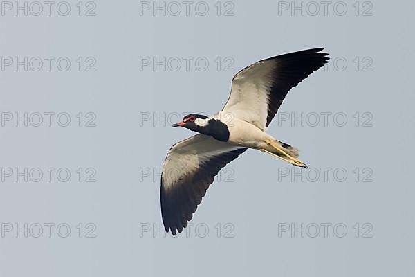 Red-wattled Lapwing