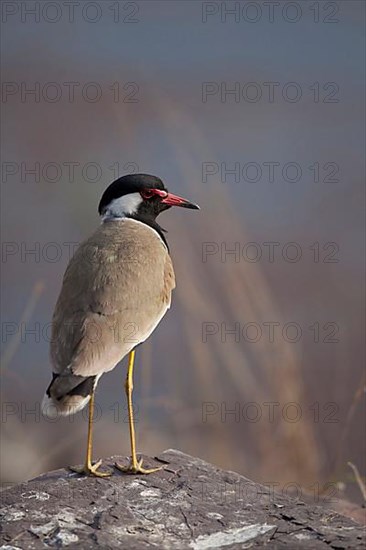 Red-wattled lapwing