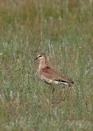 Sociable lapwing