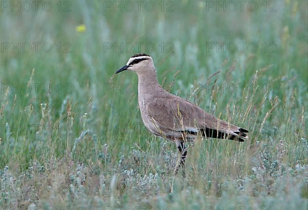 Sociable lapwing