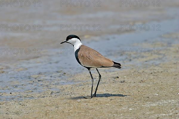 Spur-winged Plover