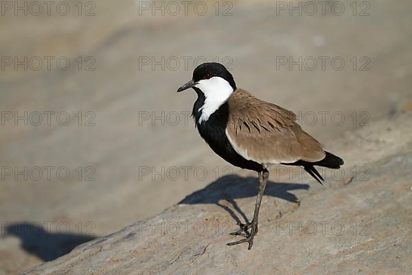 Adult spur-winged lapwing