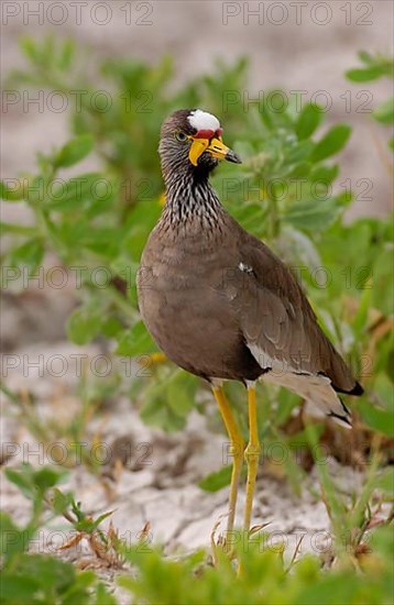 Vanellus african wattled lapwings