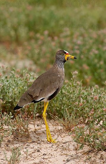 Vanellus african wattled lapwings