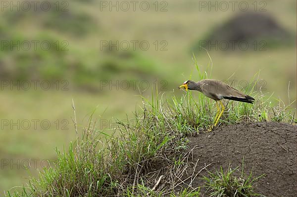 African wattled lapwing