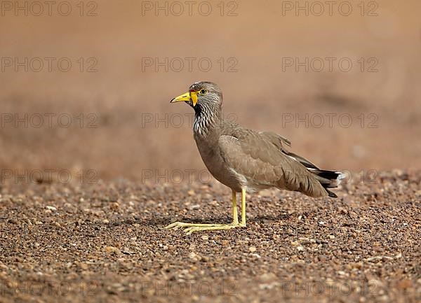 African african wattled lapwing