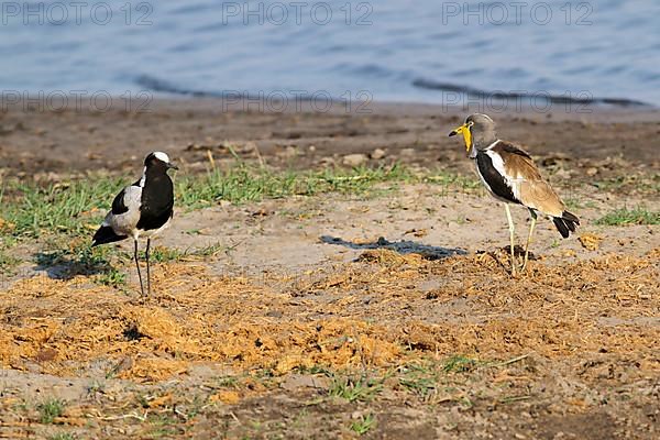 Adult blacksmith lapwing