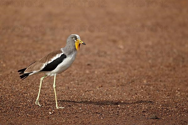 Adult white-crowned lapwing