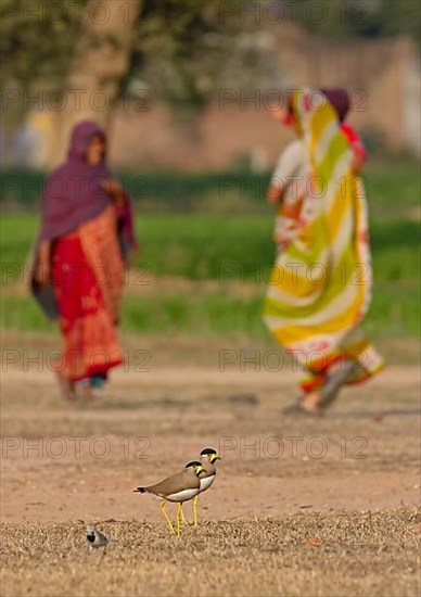 Yellow-wattled lapwing