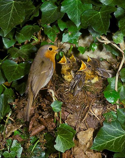 European robin