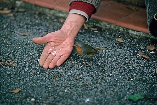 European european robin