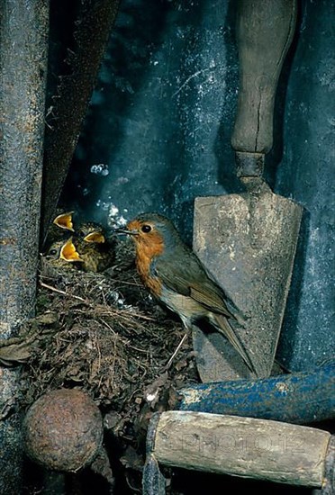 European robin