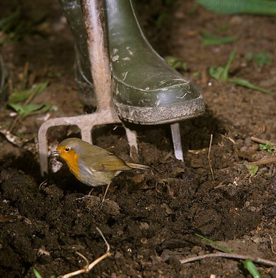 European european robin