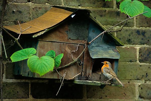 European robin