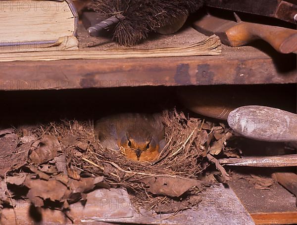 European robin