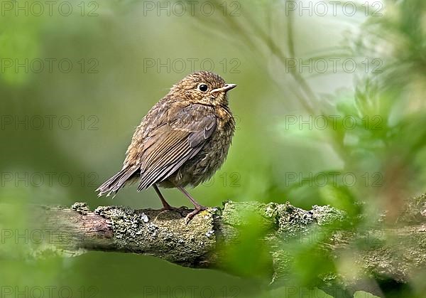 European robin