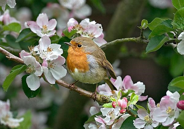 European european robin