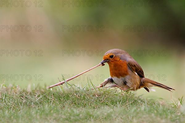 European robin