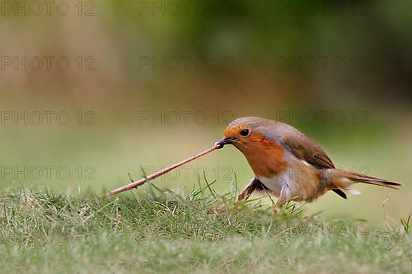 European robin