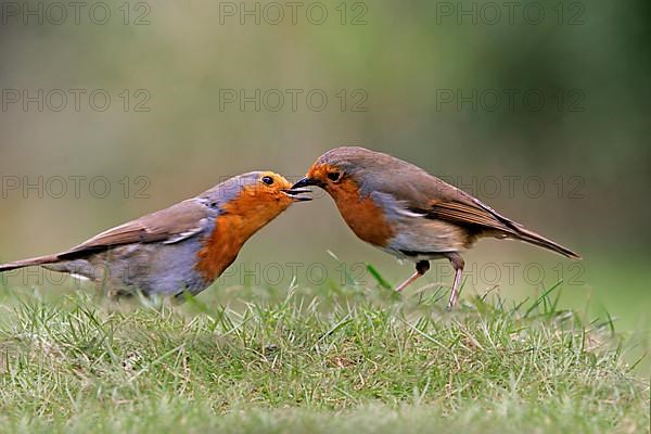 European european robin