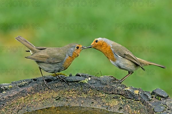 European european robin