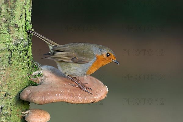 European european robin